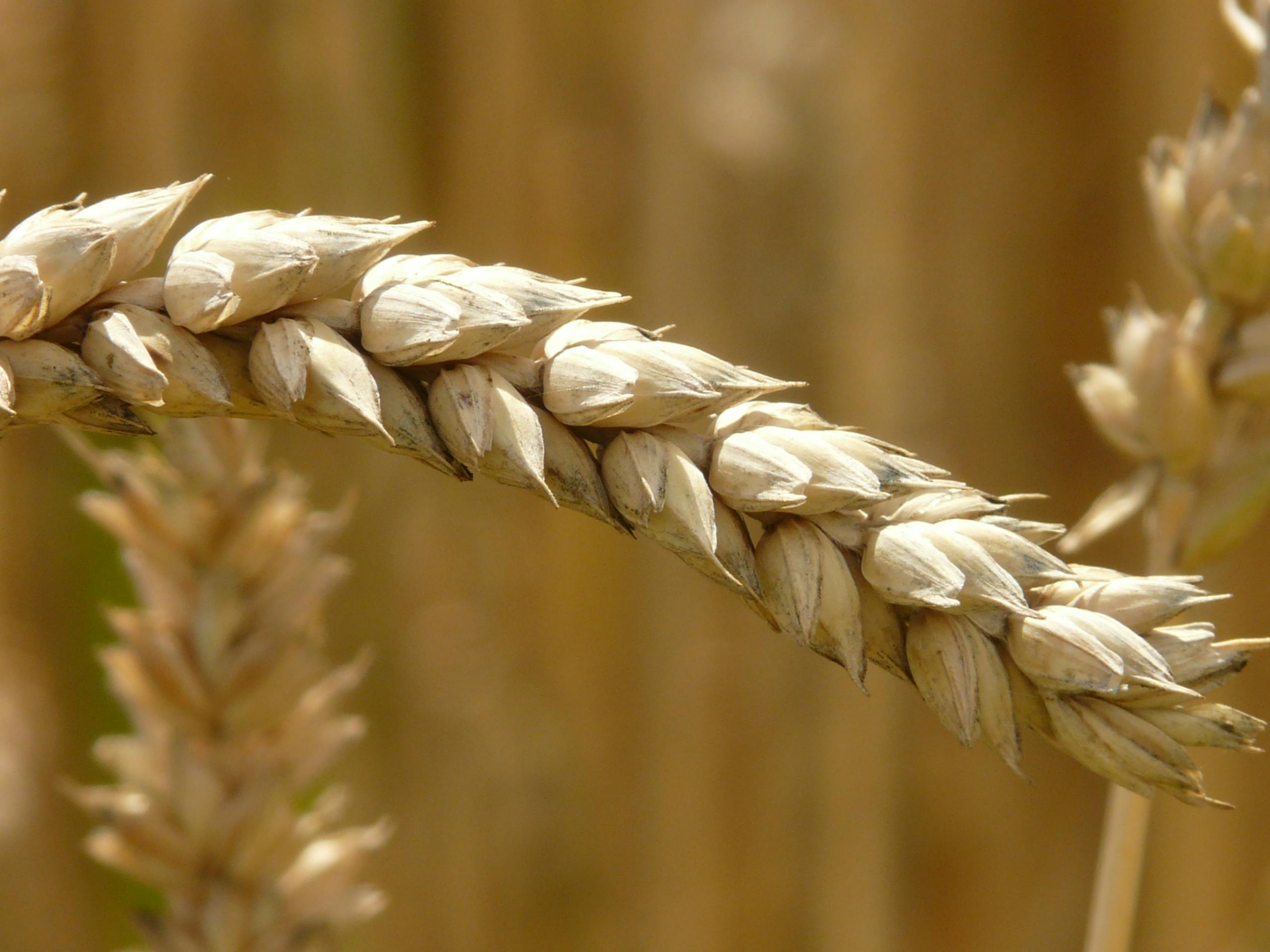Detailed close-up of a wheat ear in a sunlit field, highlighting agricultural beauty.