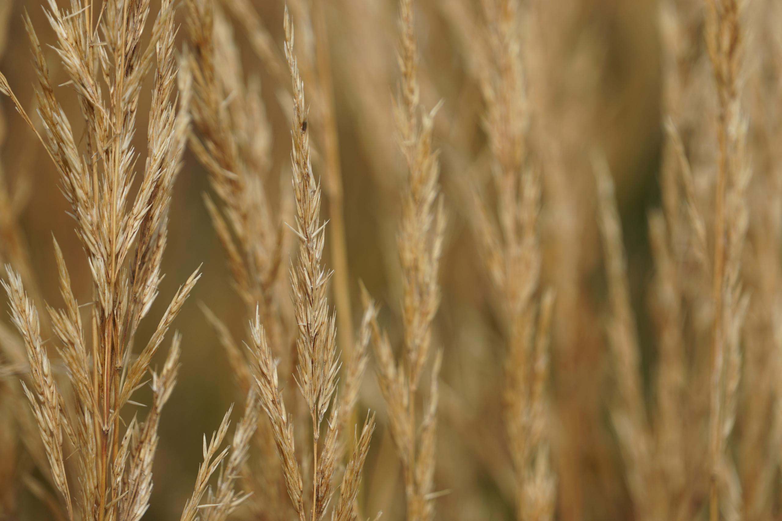 Detailed view of golden wheat stalks in an autumn field, emphasizing natural textures.